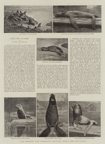 Der Behringsee-Fischereistreit, Robben und Seelöwen von English Photographer