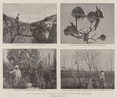 Die Heuschreckenplage in der Argentinischen Republik von English Photographer