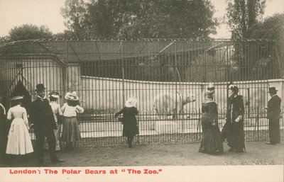 Die Eisbären im Zoo, London von English Photographer
