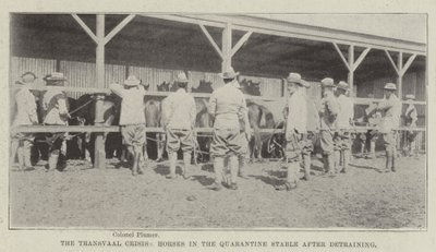Die Transvaal-Krise, Pferde im Quarantänestall nach dem Entladen von English Photographer