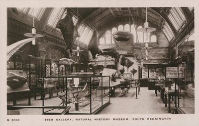 Das Victoria und Albert Museum, South Kensington, London, Fischgalerie von English Photographer