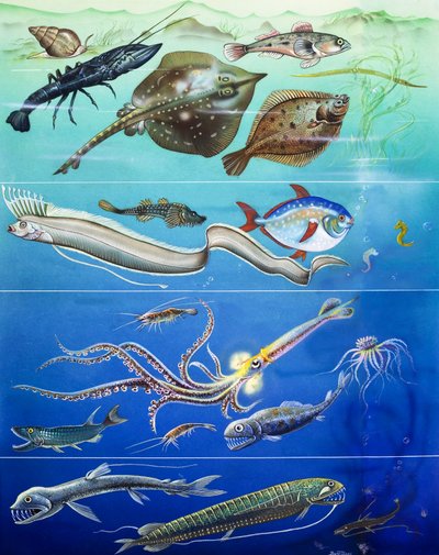 Unterwasser-Kreaturen Montage von English Photographer