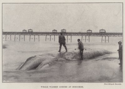 Gestrandeter Wal in Boscombe von English Photographer