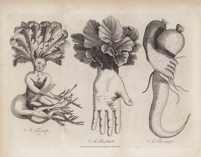 Eine Rübe, ein Rettich, eine Pastinake von English School