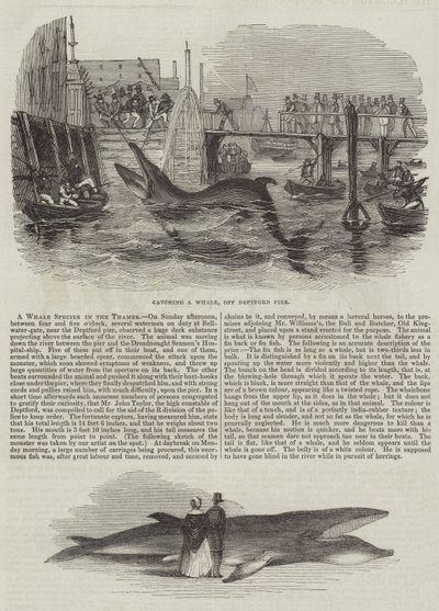 Eine Walart im Thames (Gravur) von English School