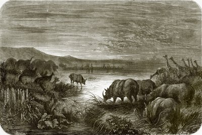 Ein Teich in Afrika bei Nacht von English School