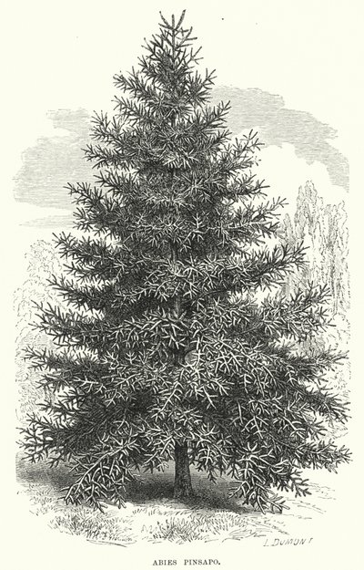 Abies Pinsapo (Stich) von English School