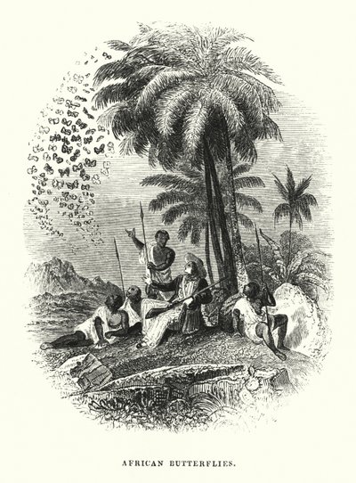 Afrikanische Schmetterlinge von English School