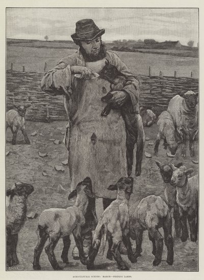 Landwirtschaftliche Szenen, März, Lämmer füttern (Stich) von English School
