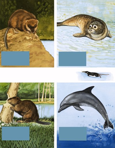 Alle Arten von Wasserbewohnern von English School