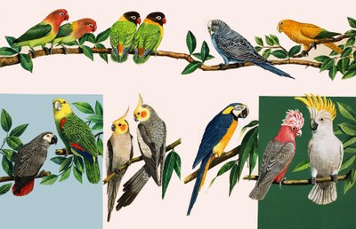 Alle Arten von hübschen Papageien, Illustration aus 