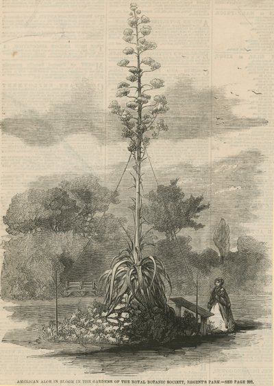Amerikanische Aloe in Blüte von English School