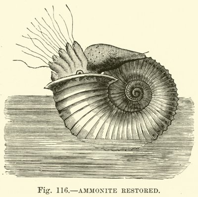 Ammonit (restauriert) von English School