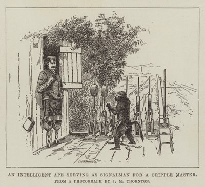 Ein intelligenter Affe dient als Signalgeber für einen verkrüppelten Meister von English School