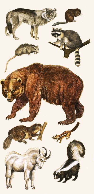 Tiere und Vögel Kanadas von English School