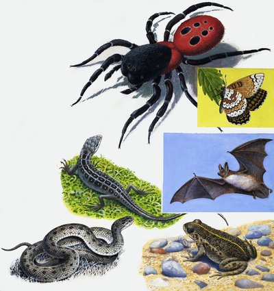 Tiere Montage von English School