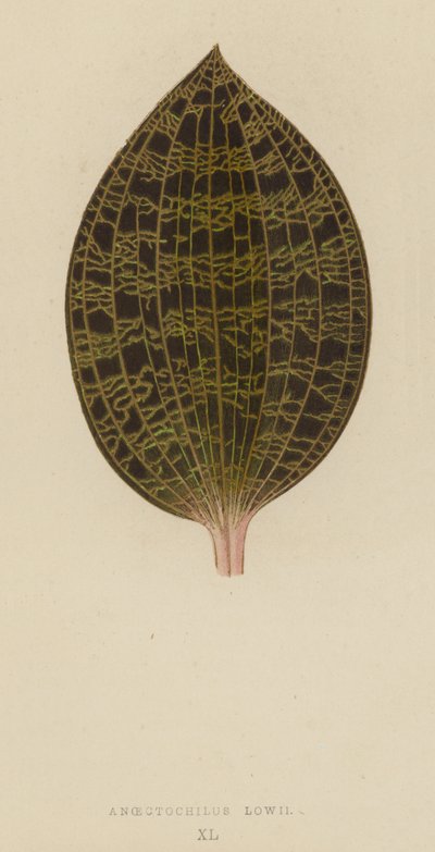 Anoectochilus Lowii von English School