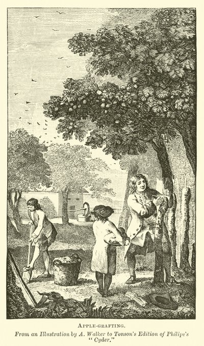 Apfelveredelung von English School