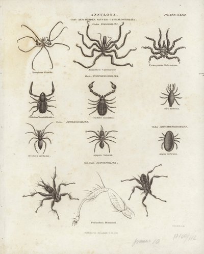 Arachniden von English School