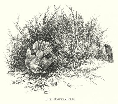Australien: Der Laubenvogel (Gravur) von English School