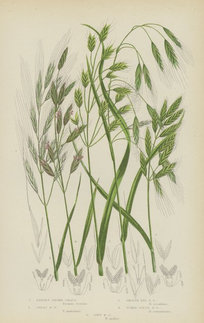 Kahles Trespen, Große Trespen, Glatte Roggentrespen, Geschwollenes Feldtrespen, Weiche Trespen von English School