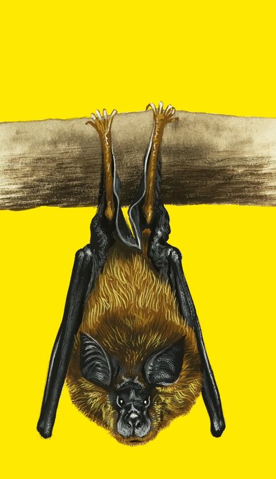 Fledermaus von English School