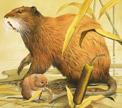 Schöne Nagetiere von English School