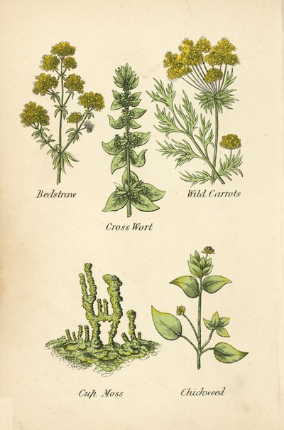 Labkraut, Kreuzkraut, Wilde Karotten, Bechermoos, Vogelmiere von English School