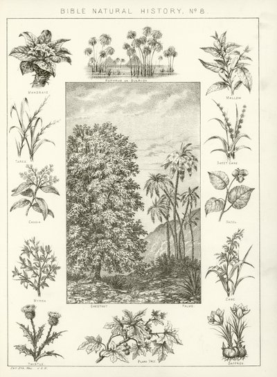 Biblische Naturgeschichte von English School
