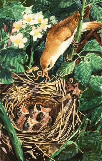 Vogel füttert Küken im Nest von English School