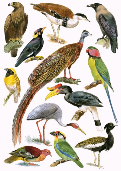 Vögel von English School