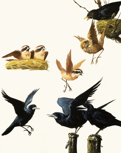 Vogelmontage von English School