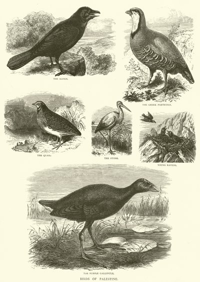 Vögel Palästinas (Gravur) von English School