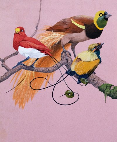 Paradiesvögel von English School