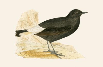 Schwarzkehlchen, Illustration aus 