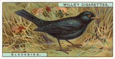 Amsel von English School