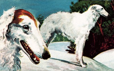 Borzoi von English School