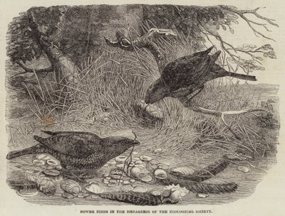 Laubenvögel in der Menagerie der Zoologischen Gesellschaft (Stich) von English School