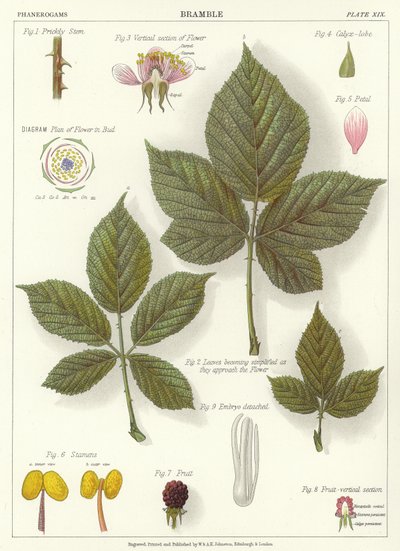 Brombeere von English School