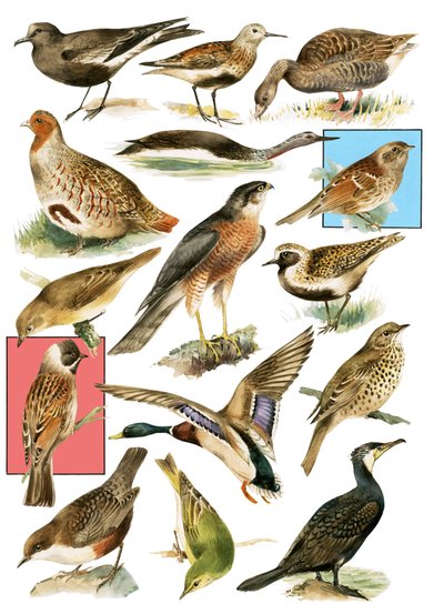 Britische Vögel von English School