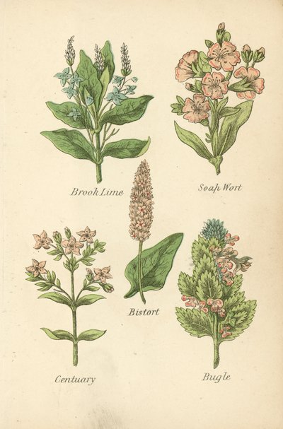 Bachbunge, Seifenkraut, Schlangenknöterich, Tausendgüldenkraut, Günsel von English School