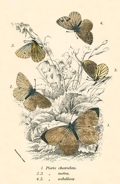 Schmetterlinge von English School