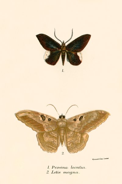 Schmetterlinge von English School