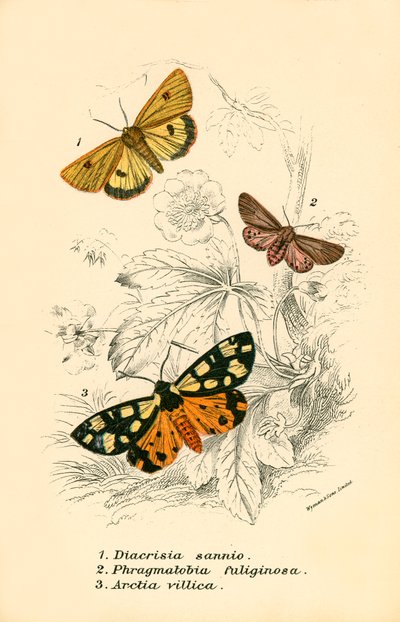 Schmetterlinge von English School