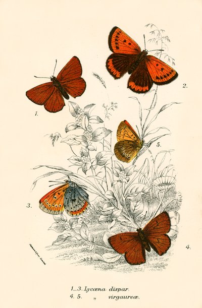 Schmetterlinge von English School