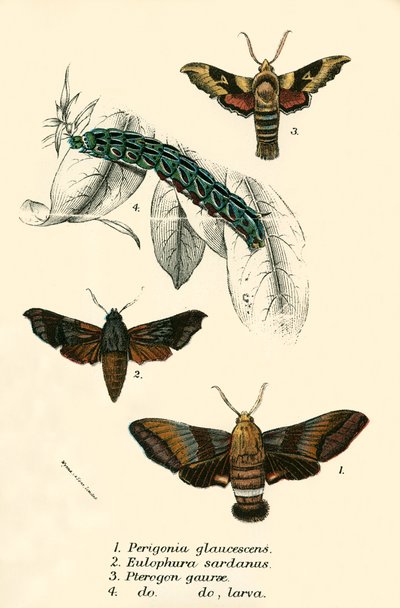 Schmetterlinge von English School