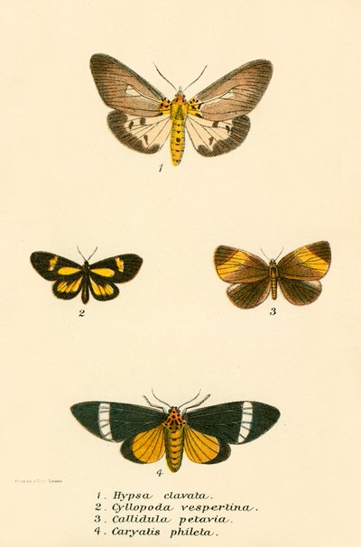 Schmetterlinge von English School