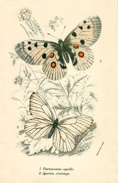 Schmetterlinge von English School