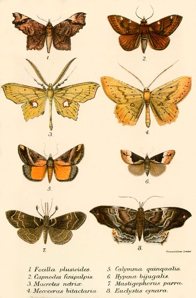 Schmetterlinge von English School
