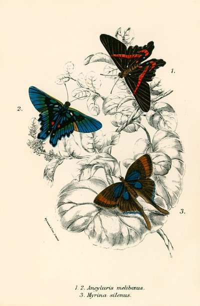Schmetterlinge von English School